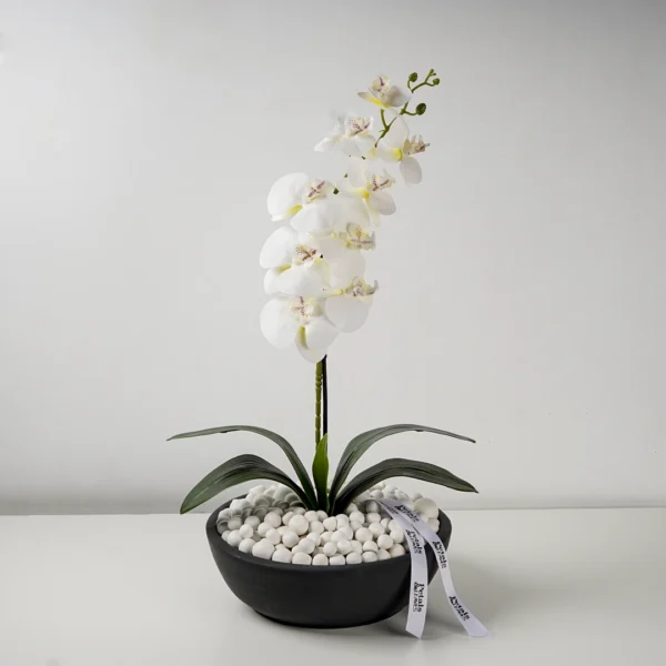 The Orchid Whisper