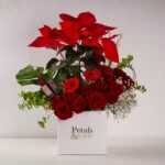 Poinsettia in Style