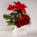 Poinsettia in Style - Image 2