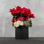 Poinsettia Christmas